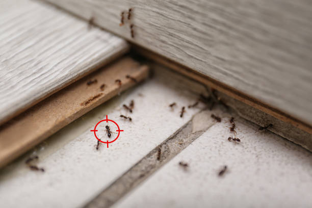 Professional Pest Control in Duvall, WA