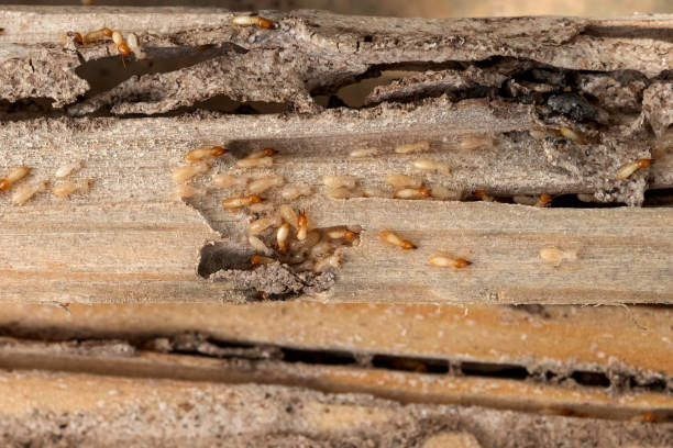 Pest Control for Restaurants in Duvall, WA